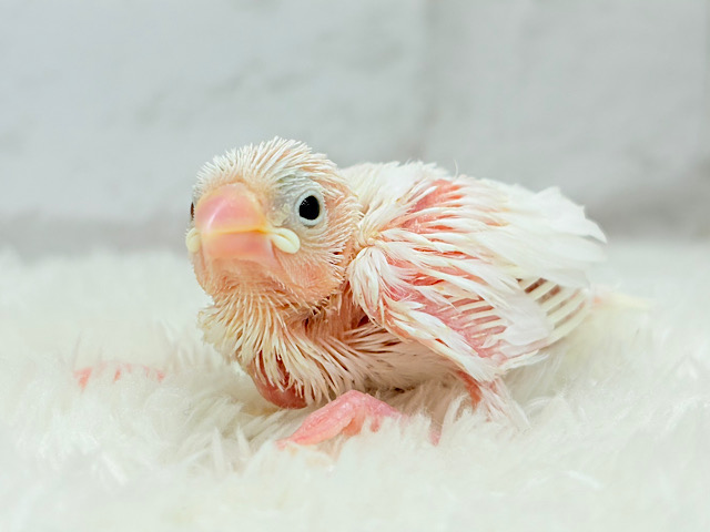 目指すは真っ白ふわふわ雪見だいふく🐣🤍白文鳥 ヒナ