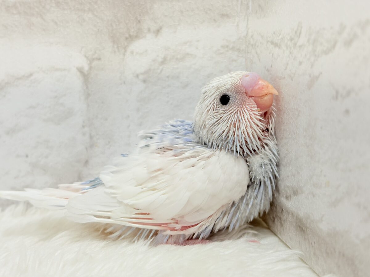 目が合ったら…お迎えのチャイム鳴っちゃうかも♬*°セキセイインコ(パイド) ヒナ セキセイインコ