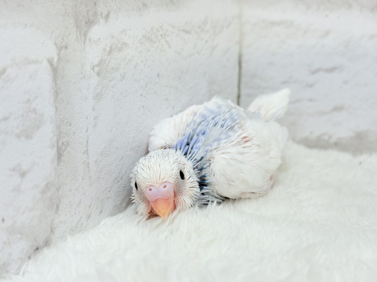 目が合ったら…お迎えのチャイム鳴っちゃうかも♬*°セキセイインコ(パイド) ヒナ セキセイインコ