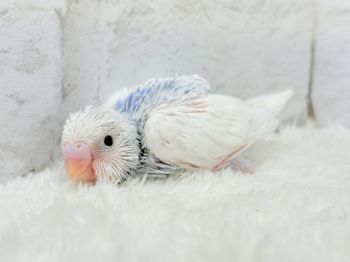 目が合ったら…お迎えのチャイム鳴っちゃうかも♬*°セキセイインコ(パイド) ヒナ セキセイインコ