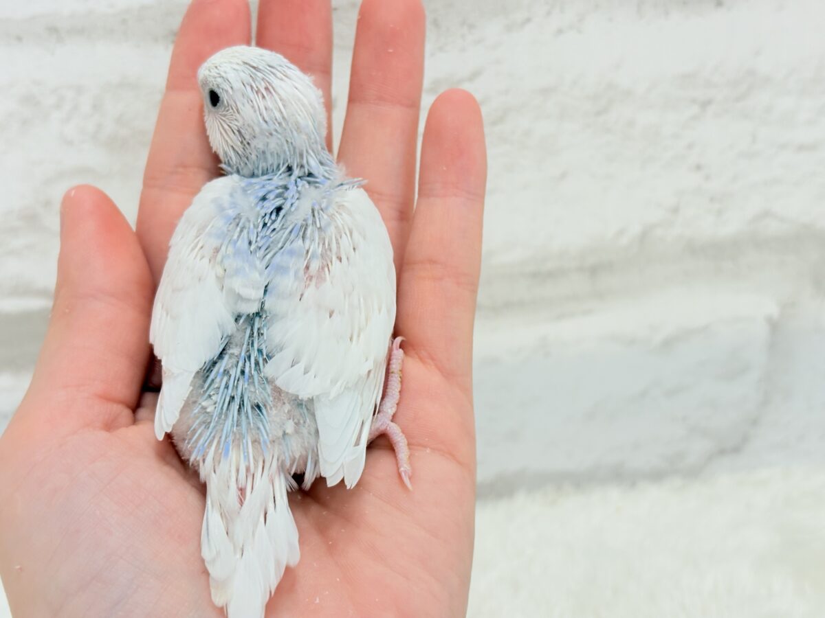 目が合ったら…お迎えのチャイム鳴っちゃうかも♬*°セキセイインコ(パイド) ヒナ セキセイインコ