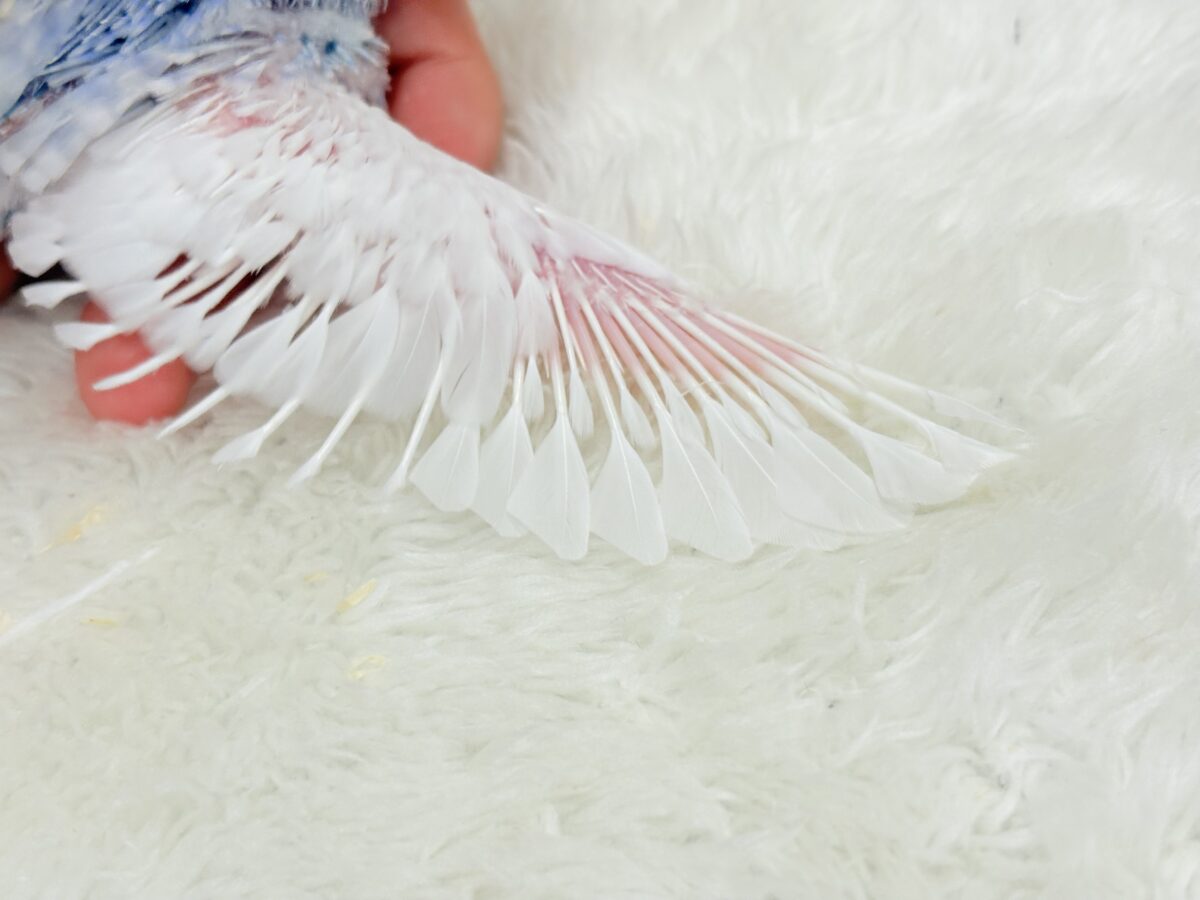 目が合ったら…お迎えのチャイム鳴っちゃうかも♬*°セキセイインコ(パイド) ヒナ セキセイインコ