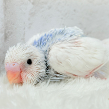 目が合ったら…お迎えのチャイム鳴っちゃうかも♬*°セキセイインコ(パイド) ヒナ