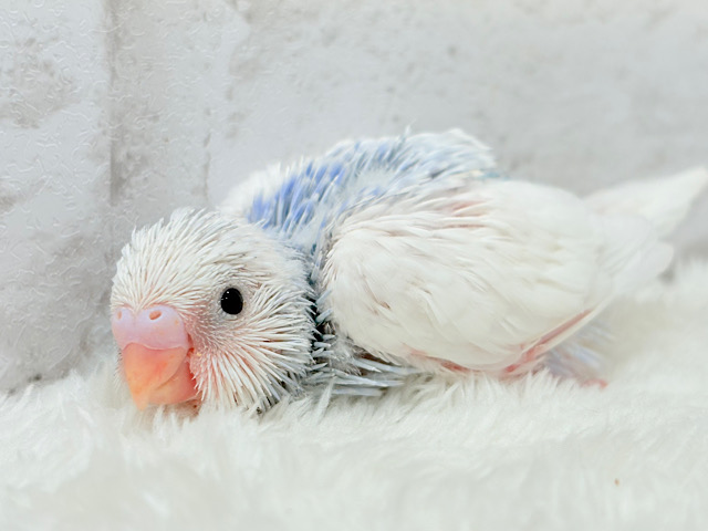 目が合ったら…お迎えのチャイム鳴っちゃうかも♬*°セキセイインコ(パイド) ヒナ