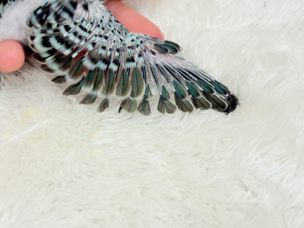 【最新画像更新🪄】まだまだ夏は終わらないっ🐣🌴セキセイインコ(レインボー) ヒナ セキセイインコ