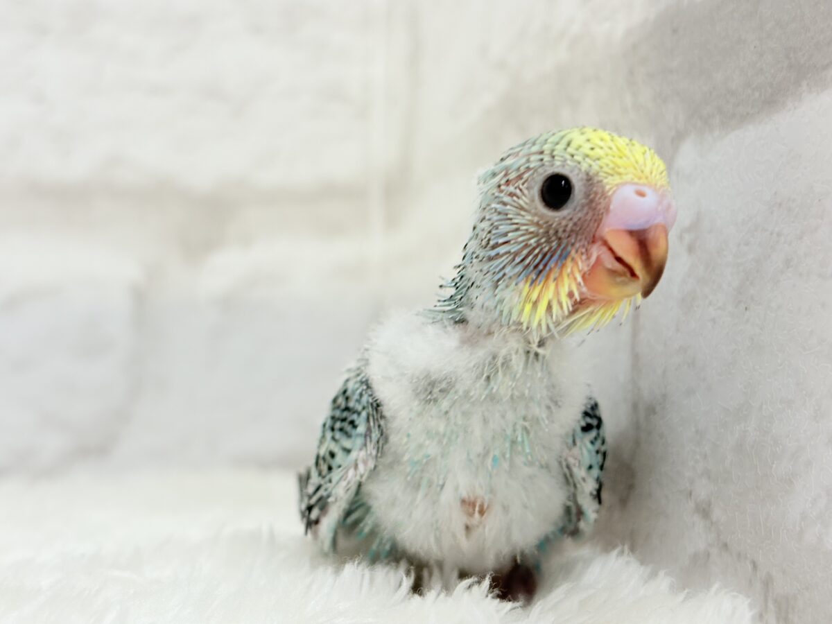 【最新画像更新🪄】まだまだ夏は終わらないっ🐣🌴セキセイインコ(レインボー) ヒナ セキセイインコ