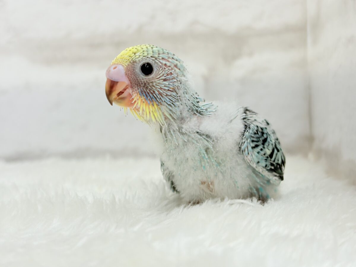 セキセイインコ