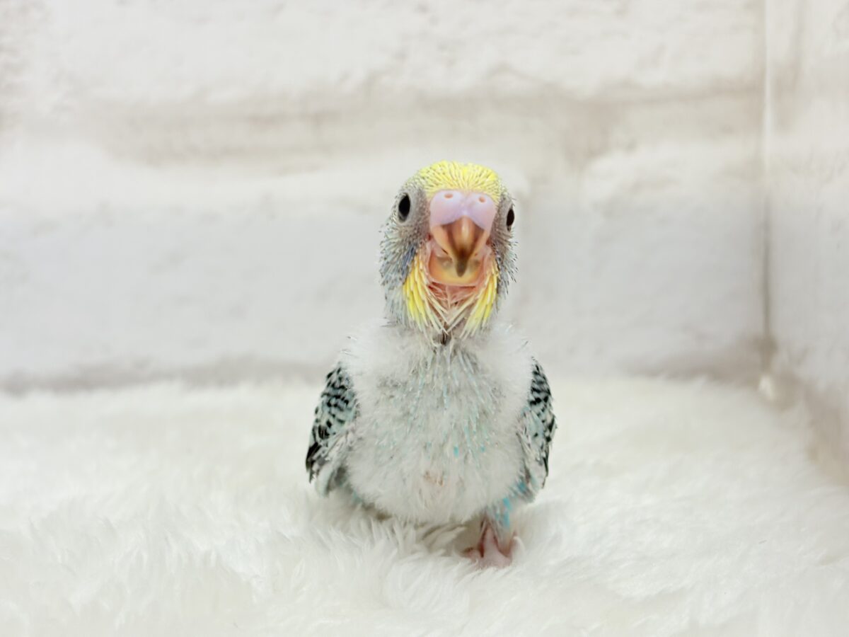【最新画像更新🪄】まだまだ夏は終わらないっ🐣🌴セキセイインコ(レインボー) ヒナ セキセイインコ