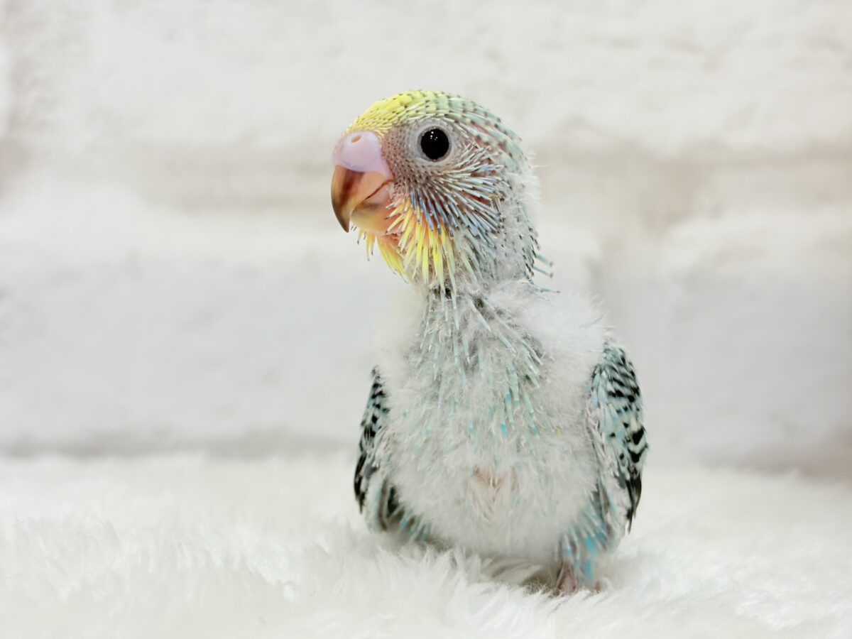 【最新画像更新🪄】まだまだ夏は終わらないっ🐣🌴セキセイインコ(レインボー) ヒナ セキセイインコ