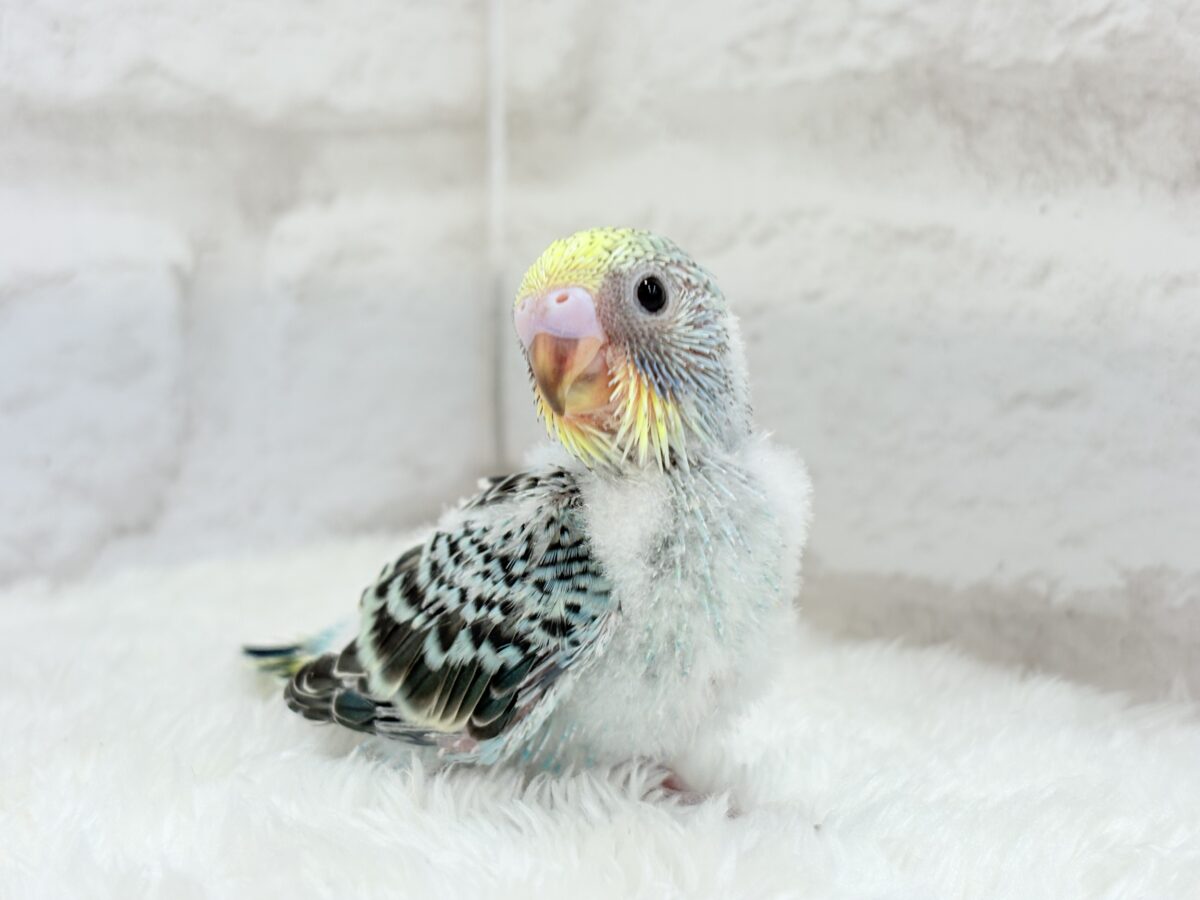 【最新画像更新🪄】まだまだ夏は終わらないっ🐣🌴セキセイインコ(レインボー) ヒナ セキセイインコ