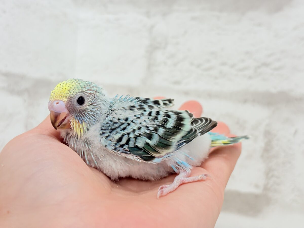 セキセイインコ