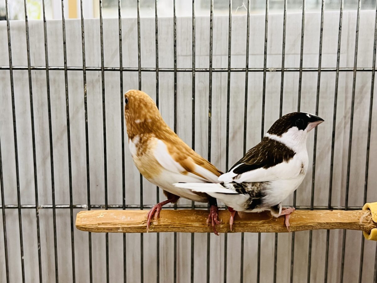 根強い人気‼︎成鳥の十姉妹入舎しています🌟 十姉妹(ジュウシマツ)