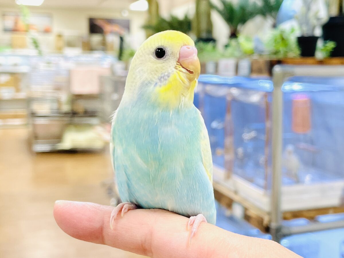 セキセイインコ