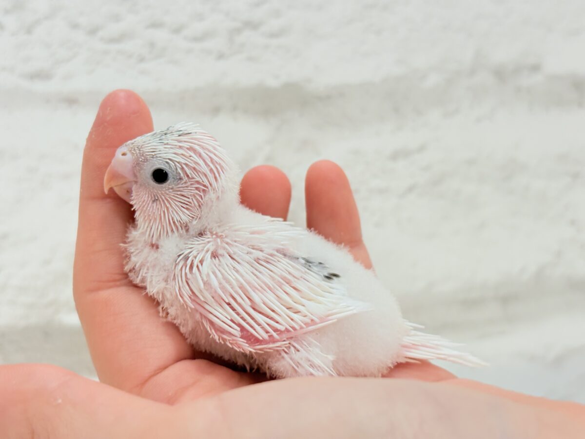 【最新画像更新🪄】わた毛ベイビーの未来はどうなる?𓈒𓏸︎︎︎︎ セキセイインコ(白ハルクイン) ヒナ セキセイインコ