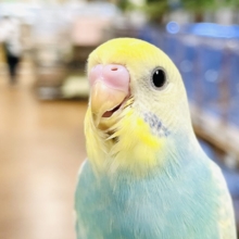 【最新画像】パステル纏った妖精さん‼️🌈ᵕ̈*セキセイインコ(パステルレインボースパングル)ヒナ