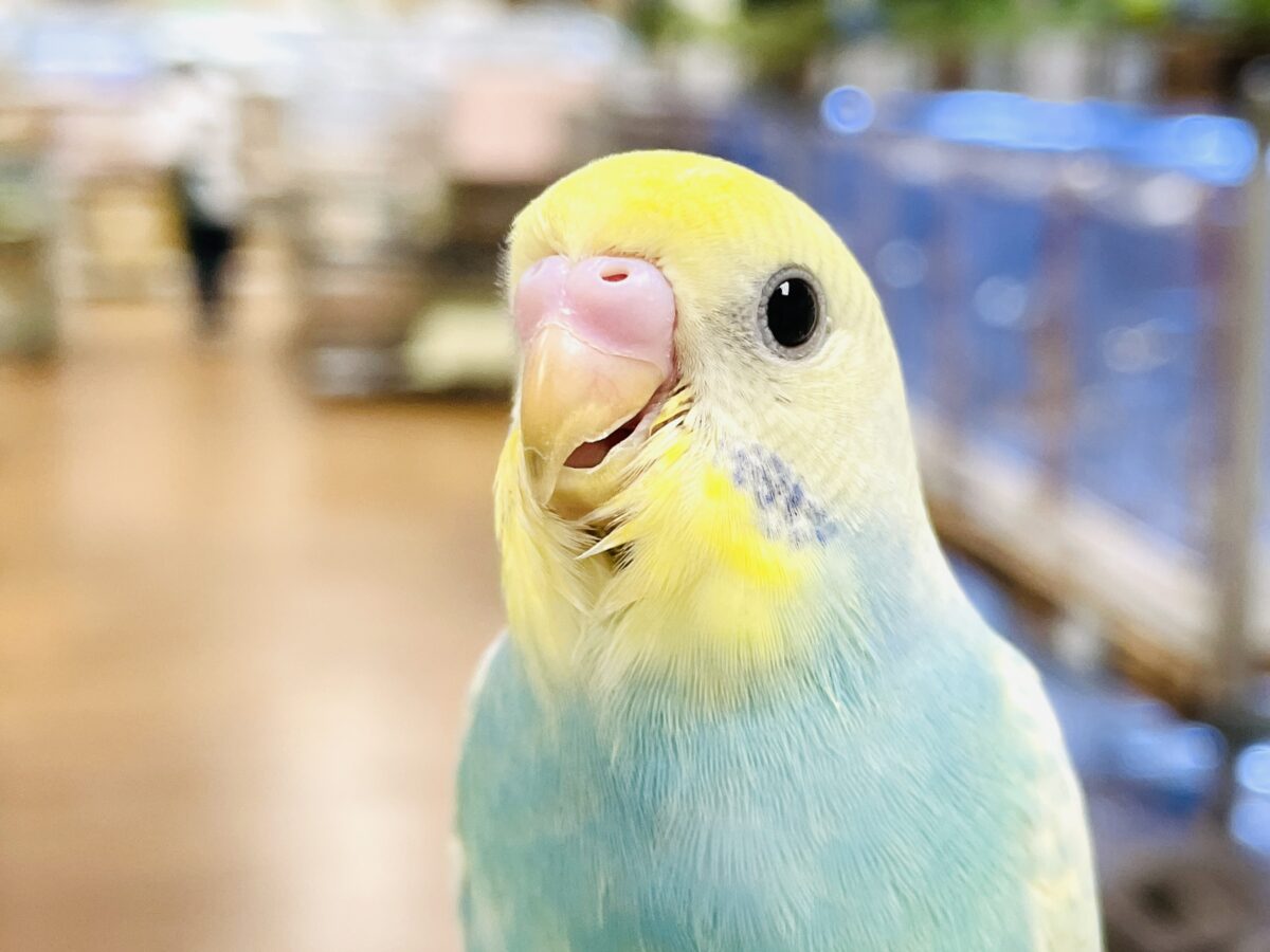 【最新画像】パステル纏った妖精さん‼️🌈ᵕ̈*セキセイインコ(パステルレインボースパングル)ヒナ