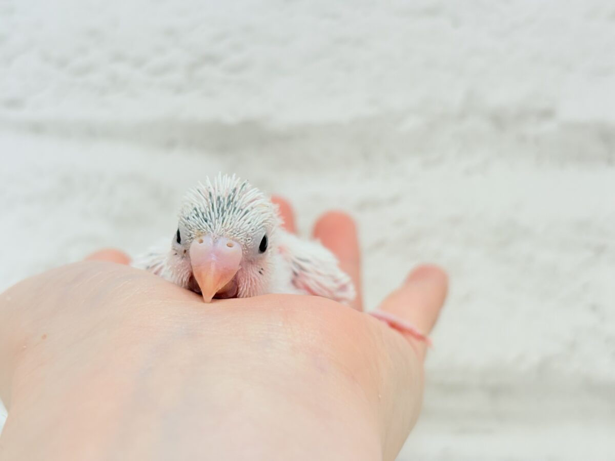 【最新画像更新🪄】わた毛ベイビーの未来はどうなる?𓈒𓏸︎︎︎︎ セキセイインコ(白ハルクイン) ヒナ セキセイインコ