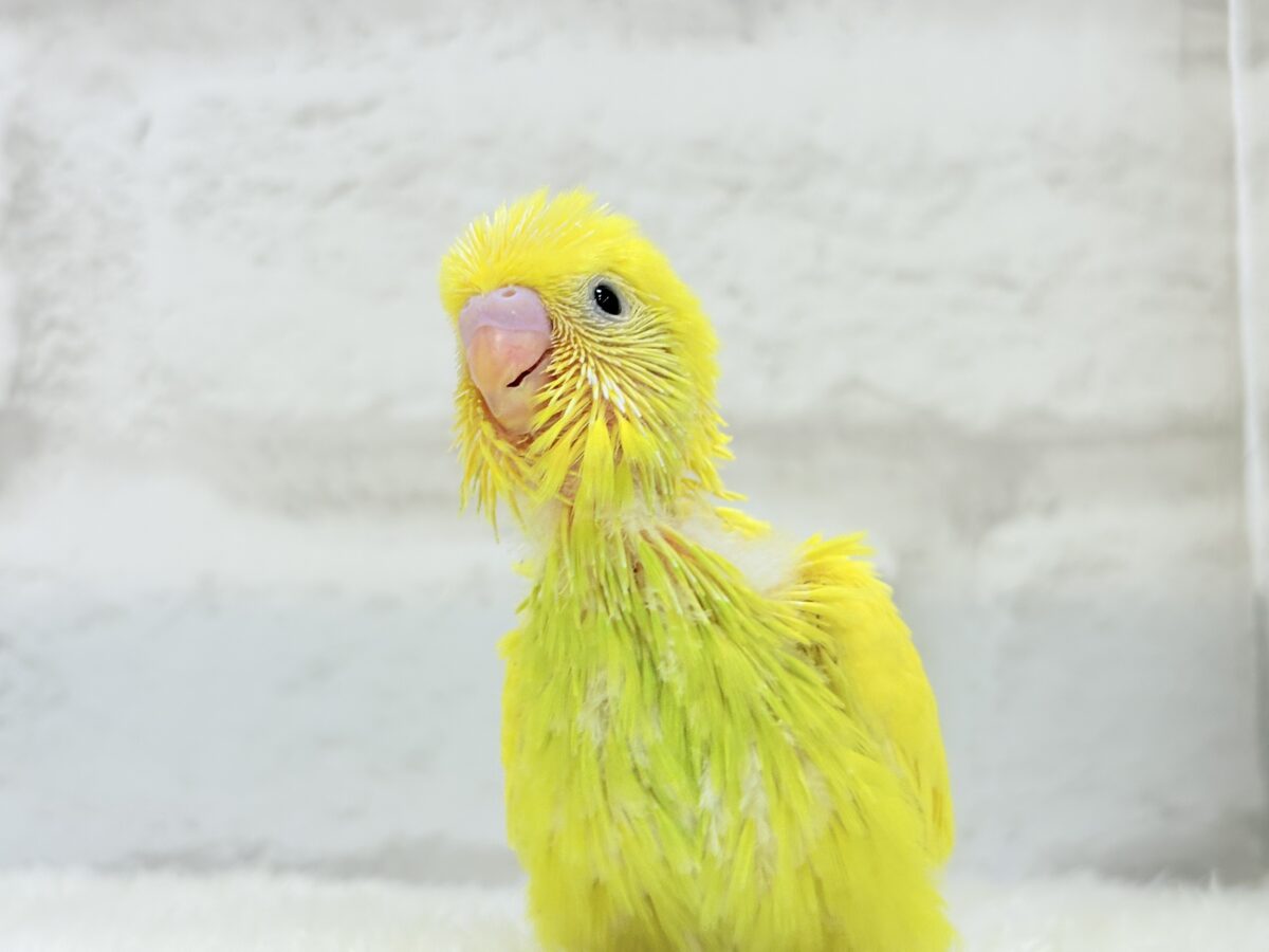 元気もりもりひよこちゃん🐣💛セキセイインコ ヒナ セキセイインコ