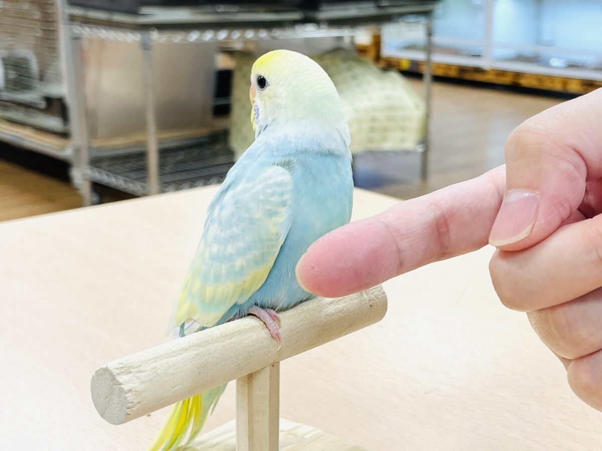 セキセイインコ