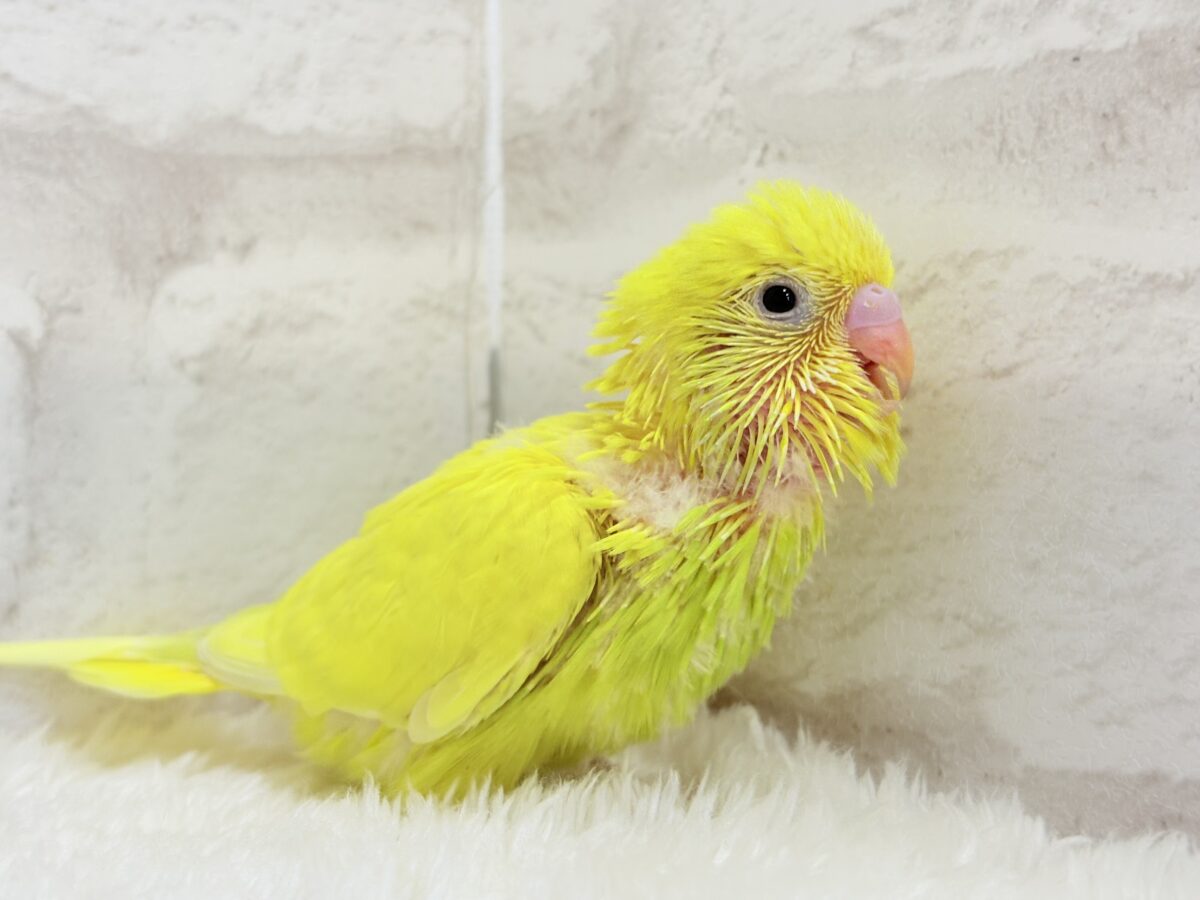 元気もりもりひよこちゃん🐣💛セキセイインコ ヒナ セキセイインコ