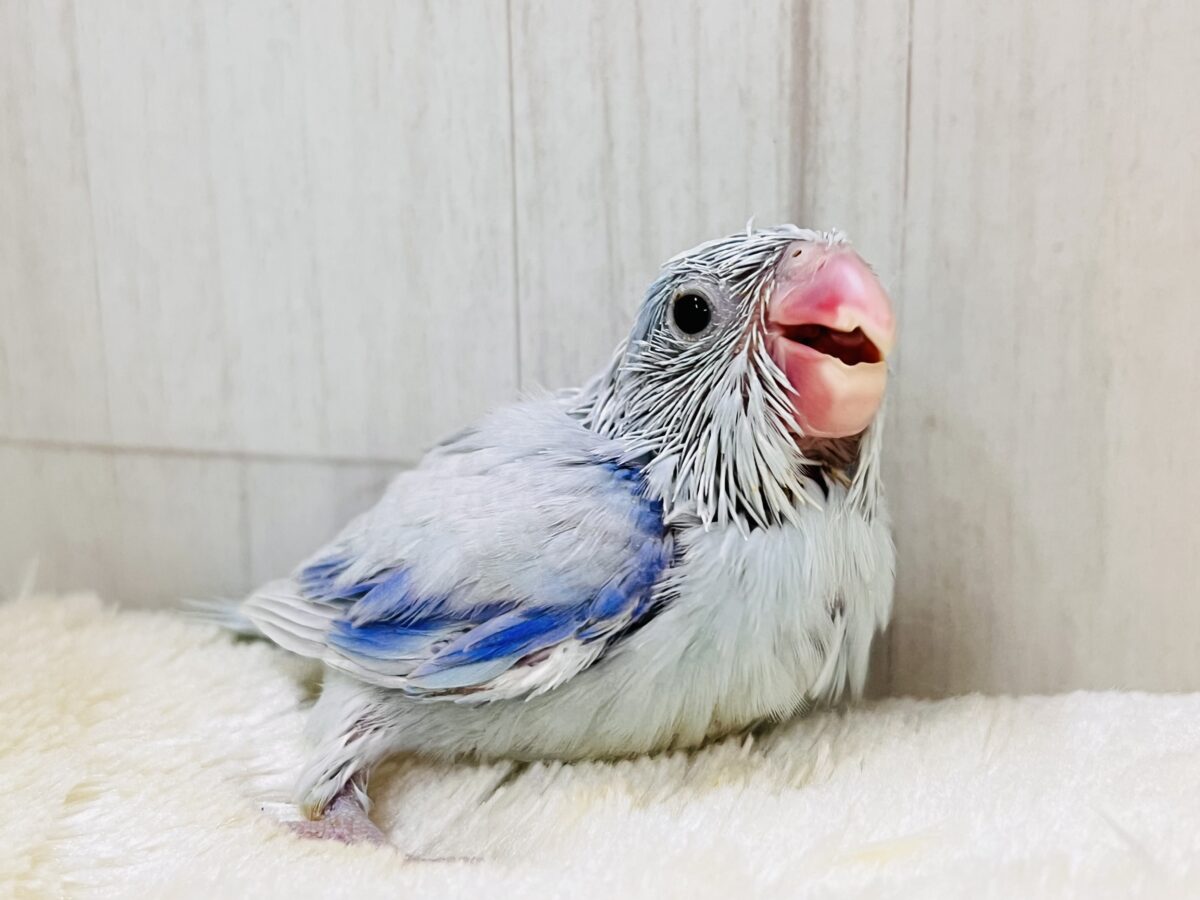 マメルリハ