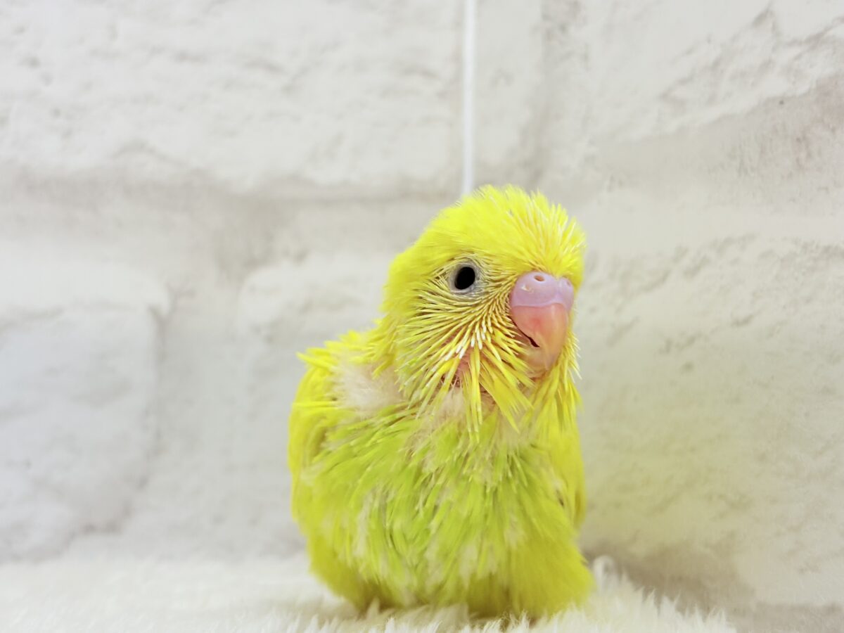 元気もりもりひよこちゃん🐣💛セキセイインコ ヒナ セキセイインコ