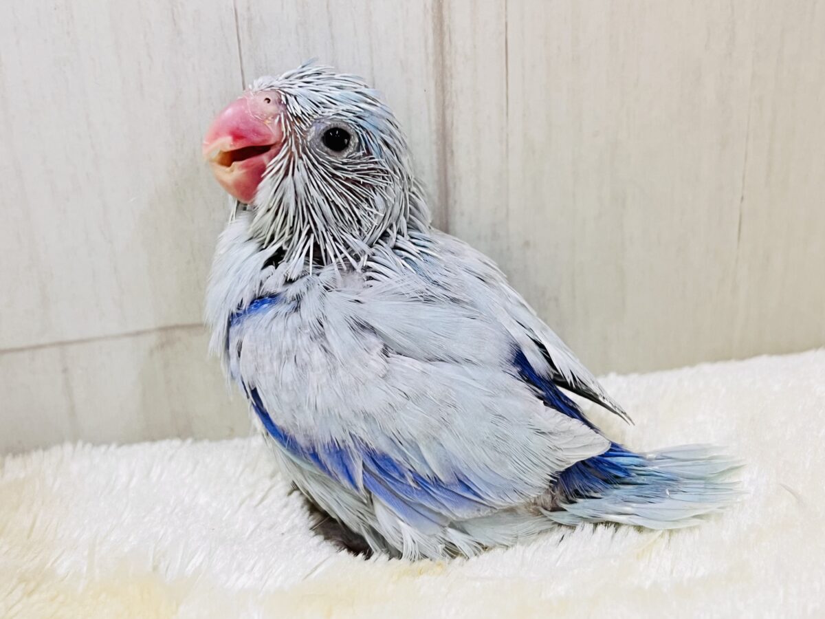 マメルリハ