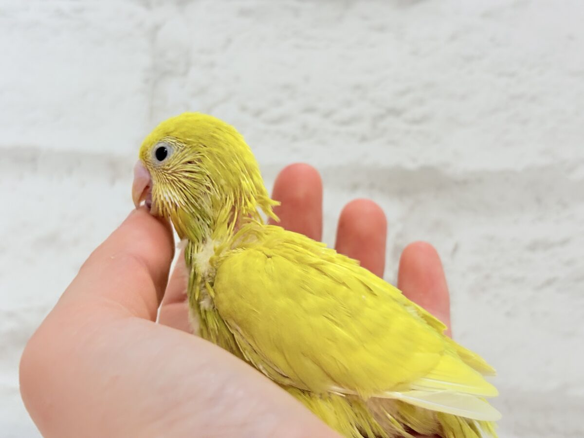 元気もりもりひよこちゃん🐣💛セキセイインコ ヒナ セキセイインコ