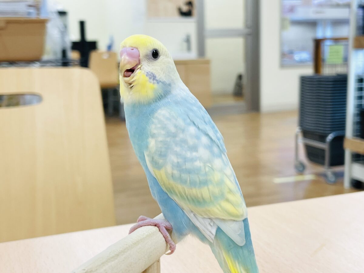セキセイインコ
