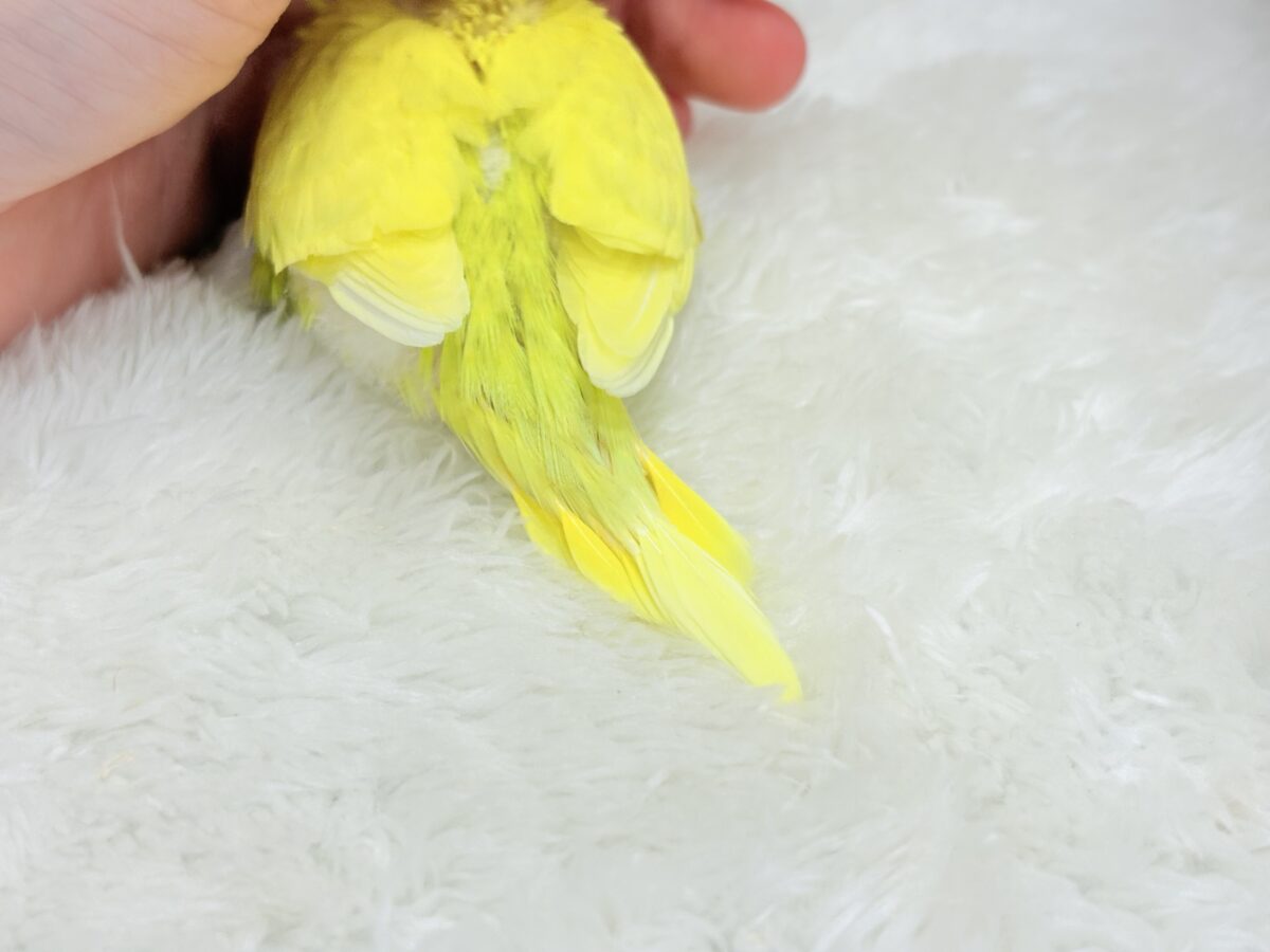 元気もりもりひよこちゃん🐣💛セキセイインコ ヒナ セキセイインコ
