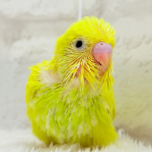 元気もりもりひよこちゃん🐣💛セキセイインコ ヒナ