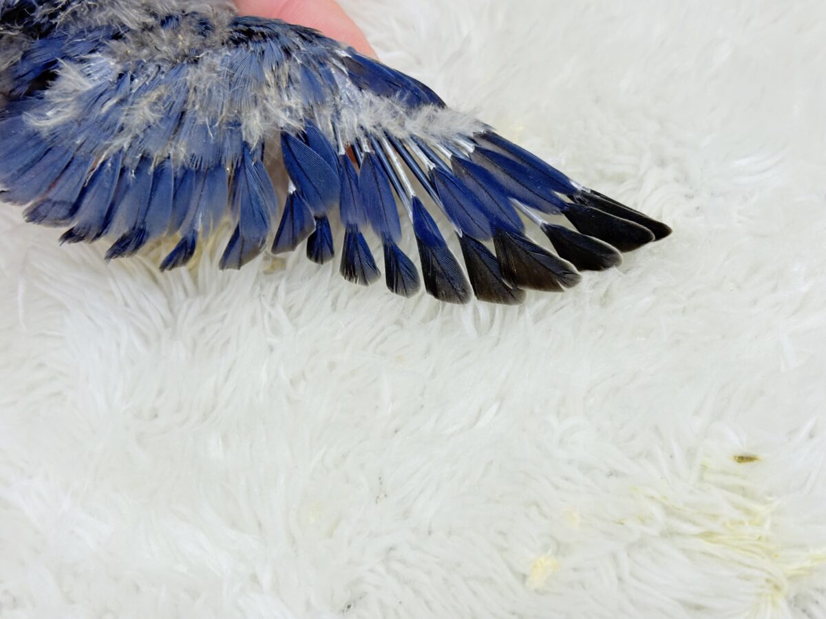 わた毛に包まれたコザ天使🐣🫧コザクラインコ(バイオレット) ヒナ コザクラインコ(小桜インコ)