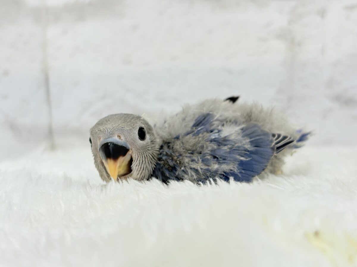 わた毛に包まれたコザ天使🐣🫧コザクラインコ(バイオレット) ヒナ コザクラインコ(小桜インコ)