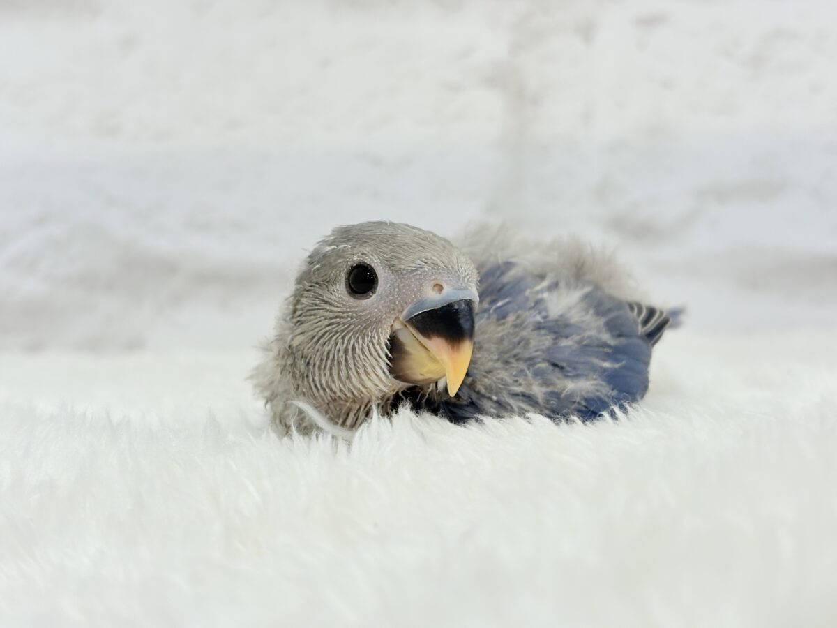 わた毛に包まれたコザ天使🐣🫧コザクラインコ(バイオレット) ヒナ コザクラインコ(小桜インコ)