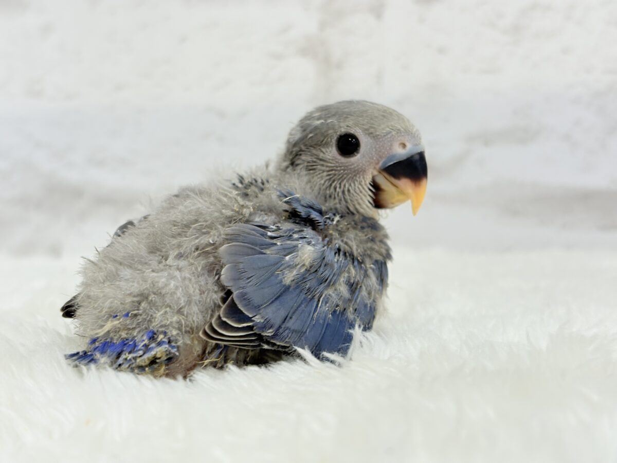 わた毛に包まれたコザ天使🐣🫧コザクラインコ(バイオレット) ヒナ コザクラインコ(小桜インコ)