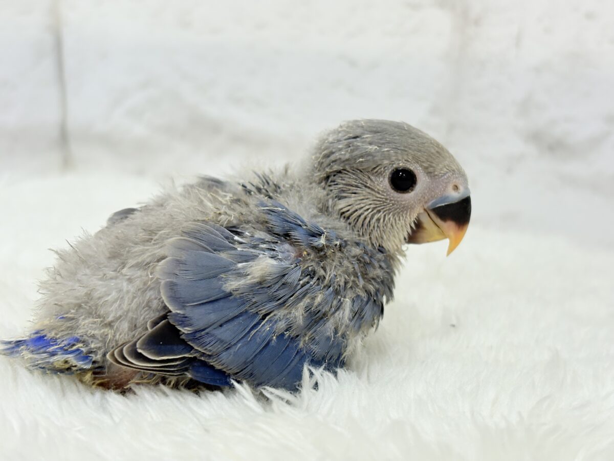 わた毛に包まれたコザ天使🐣🫧コザクラインコ(バイオレット) ヒナ コザクラインコ(小桜インコ)