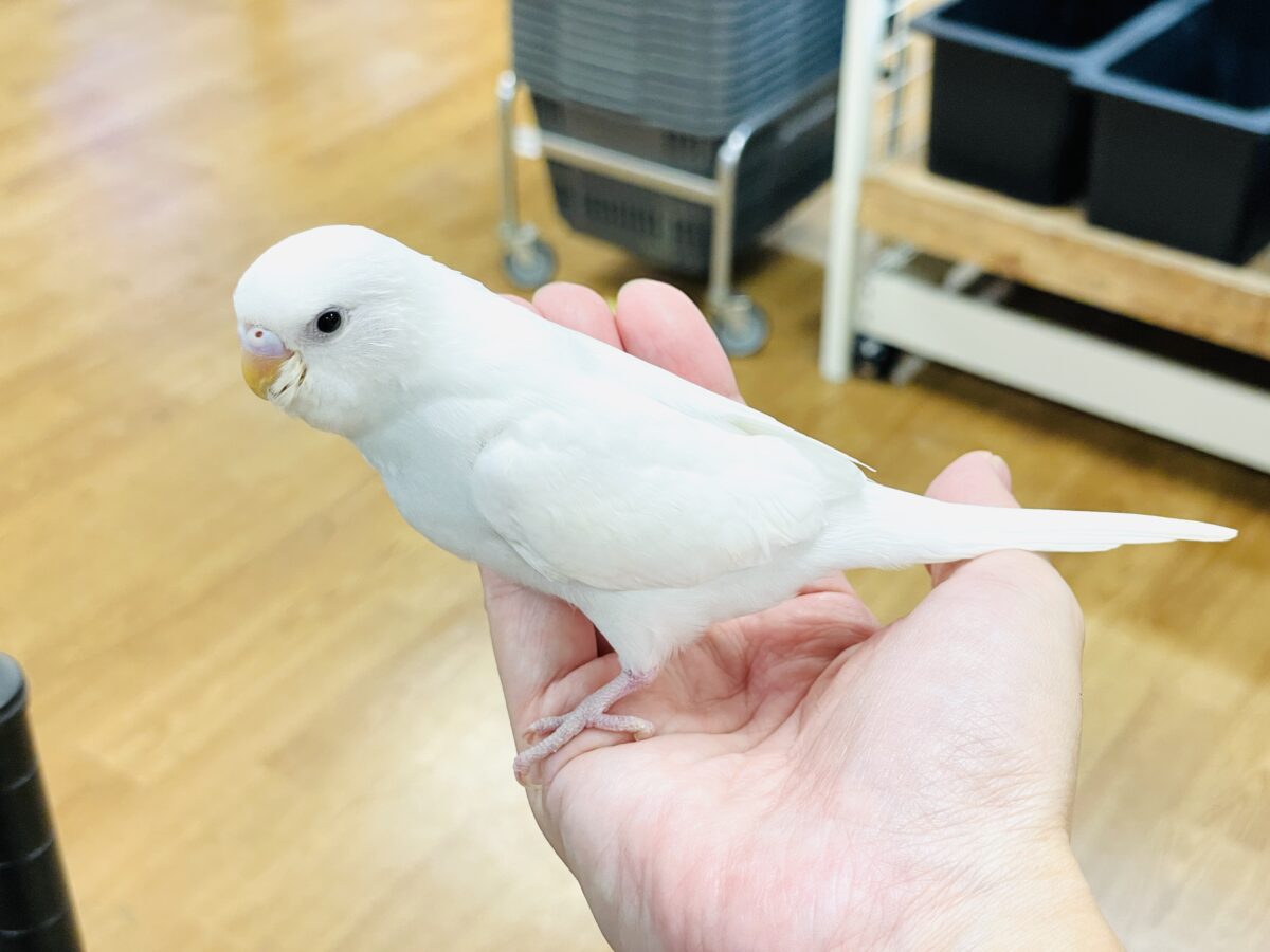 セキセイインコ