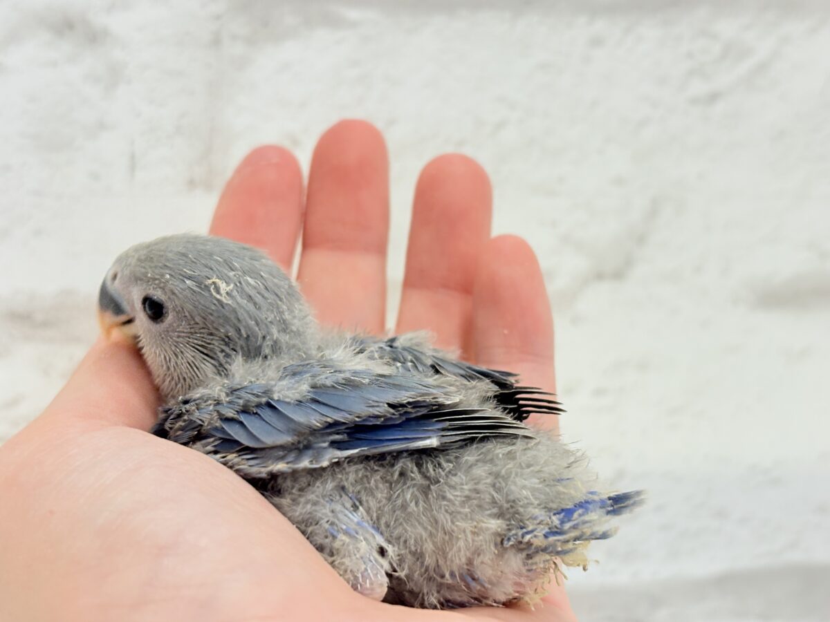 コザクラインコ（小桜インコ）