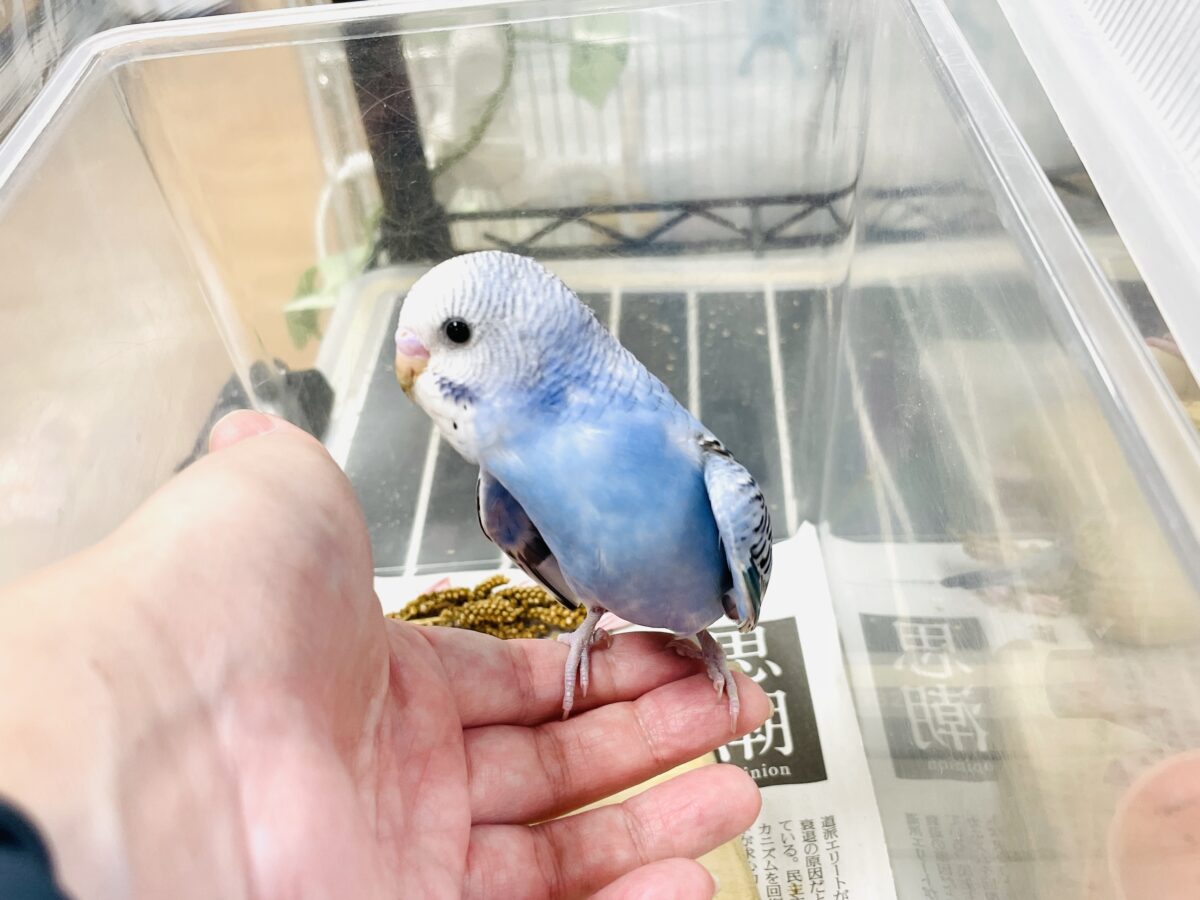 セキセイインコ