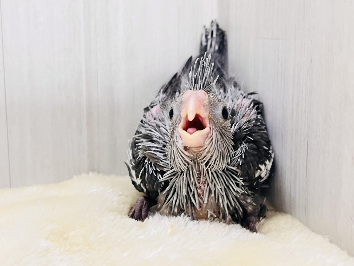 オカメインコ