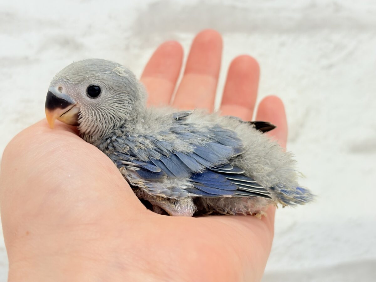 コザクラインコ（小桜インコ）