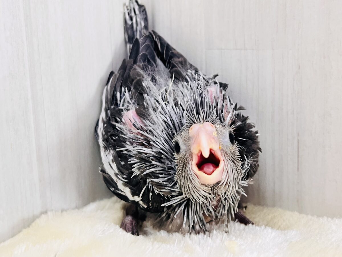 モノトーンカラーのツンツンヘアー🖤🤍オカメインコのホワイトフェイスの雛が入舎しました☆ オカメインコ