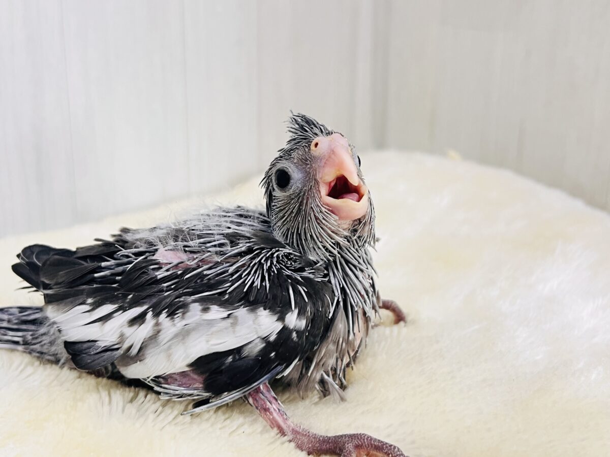 オカメインコ