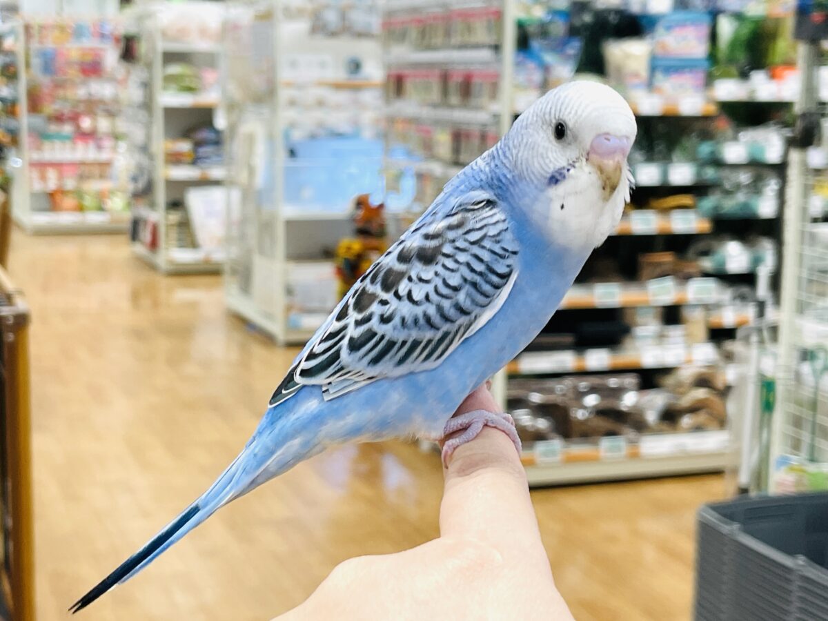 セキセイインコ
