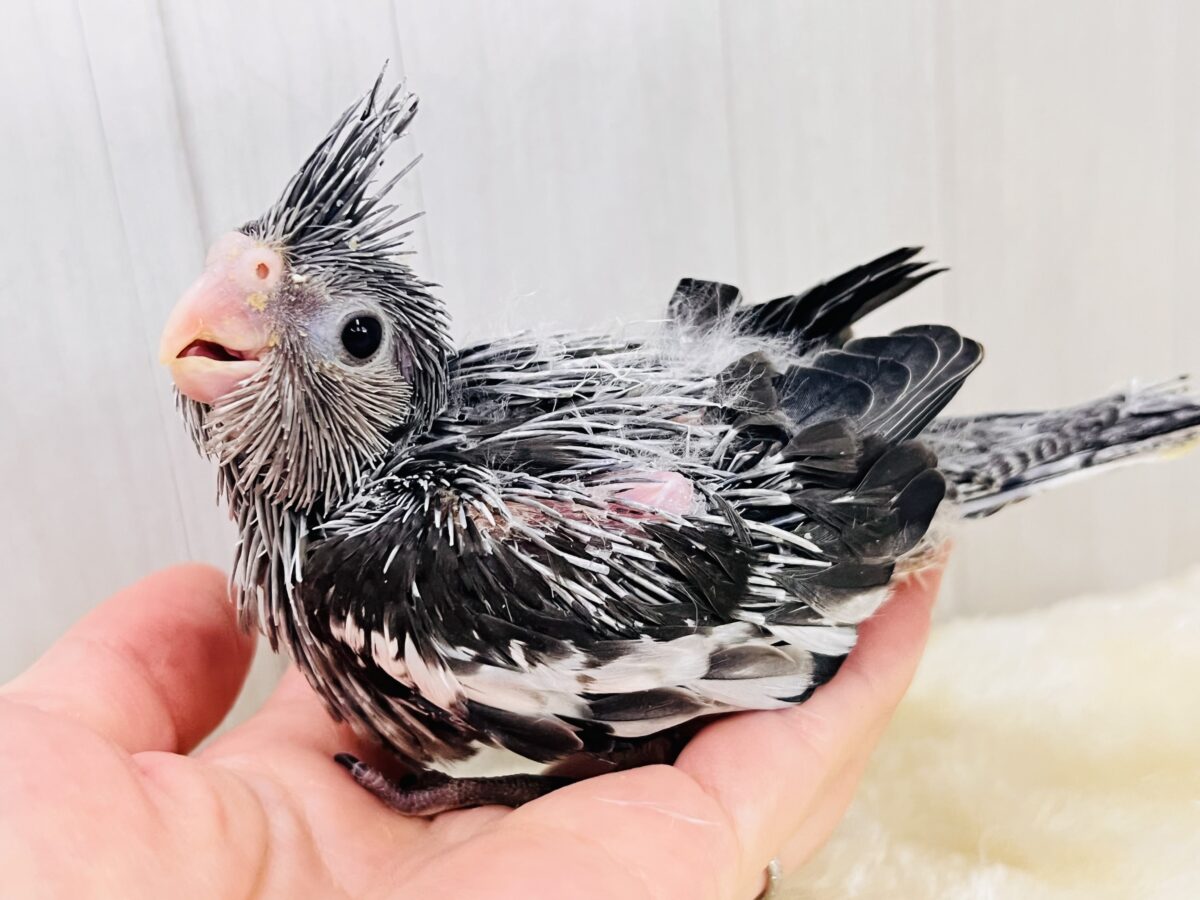 オカメインコ