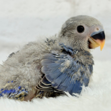 わた毛に包まれたコザ天使🐣🫧コザクラインコ(バイオレット) ヒナ