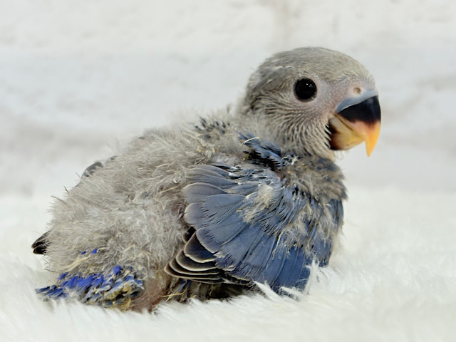 わた毛に包まれたコザ天使🐣🫧コザクラインコ(バイオレット) ヒナ
