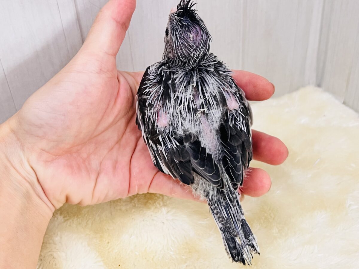 モノトーンカラーのツンツンヘアー🖤🤍オカメインコのホワイトフェイスの雛が入舎しました☆ オカメインコ