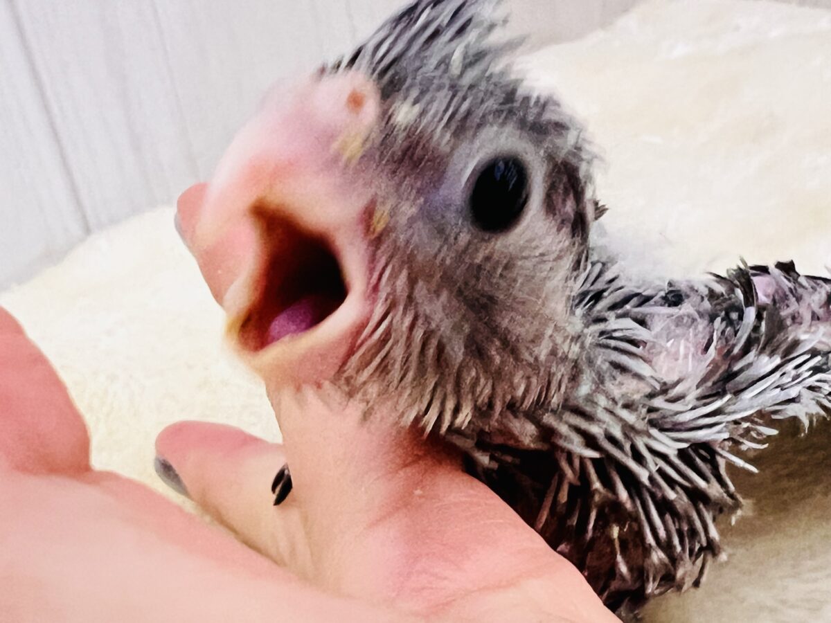 モノトーンカラーのツンツンヘアー🖤🤍オカメインコのホワイトフェイスの雛が入舎しました☆ オカメインコ