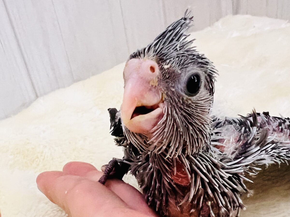 モノトーンカラーのツンツンヘアー🖤🤍オカメインコのホワイトフェイスの雛が入舎しました☆ オカメインコ